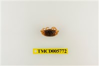 藏品(呼喚丑招潮蟹)的圖片